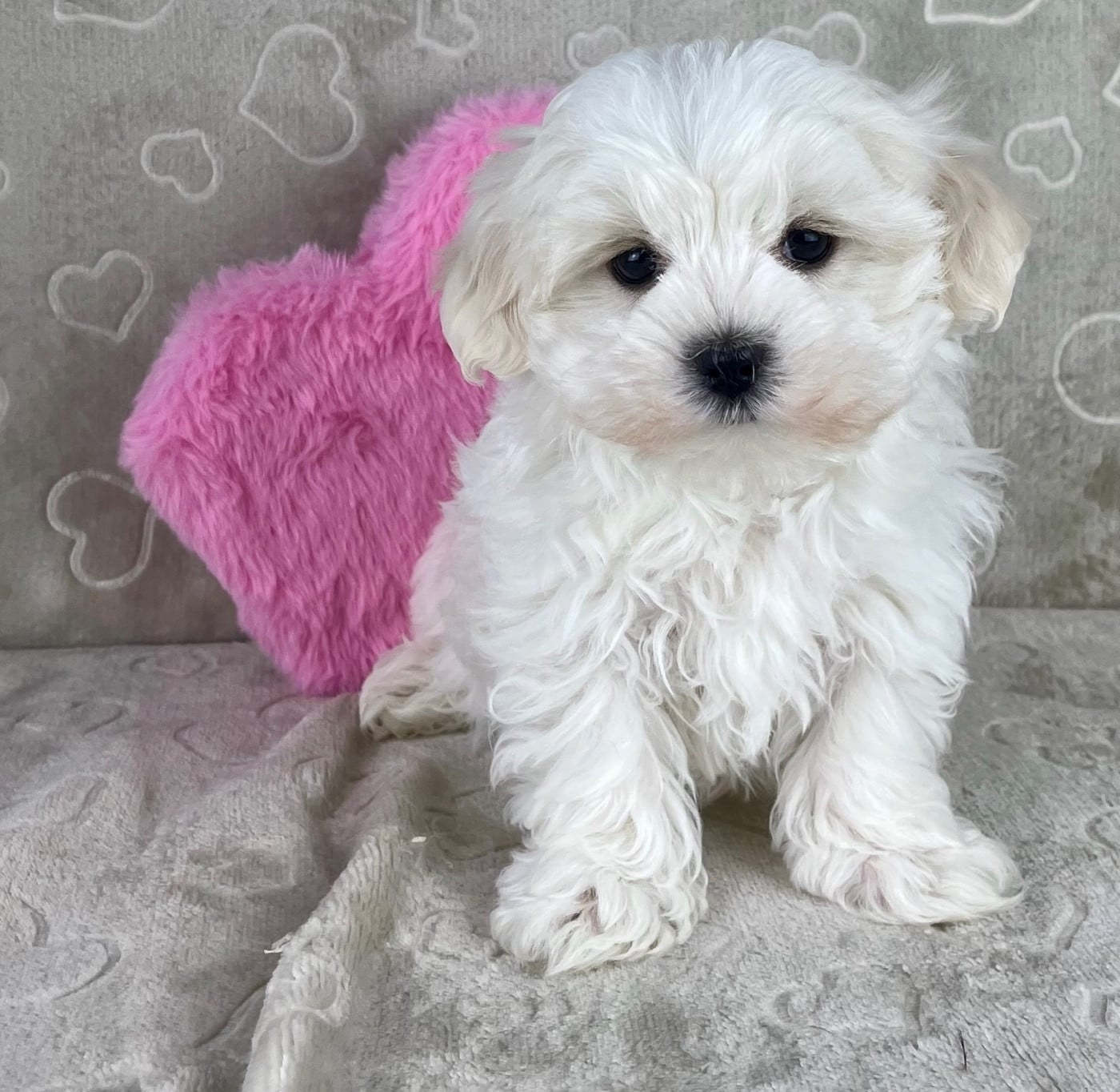 male 030 - Bichon maltais