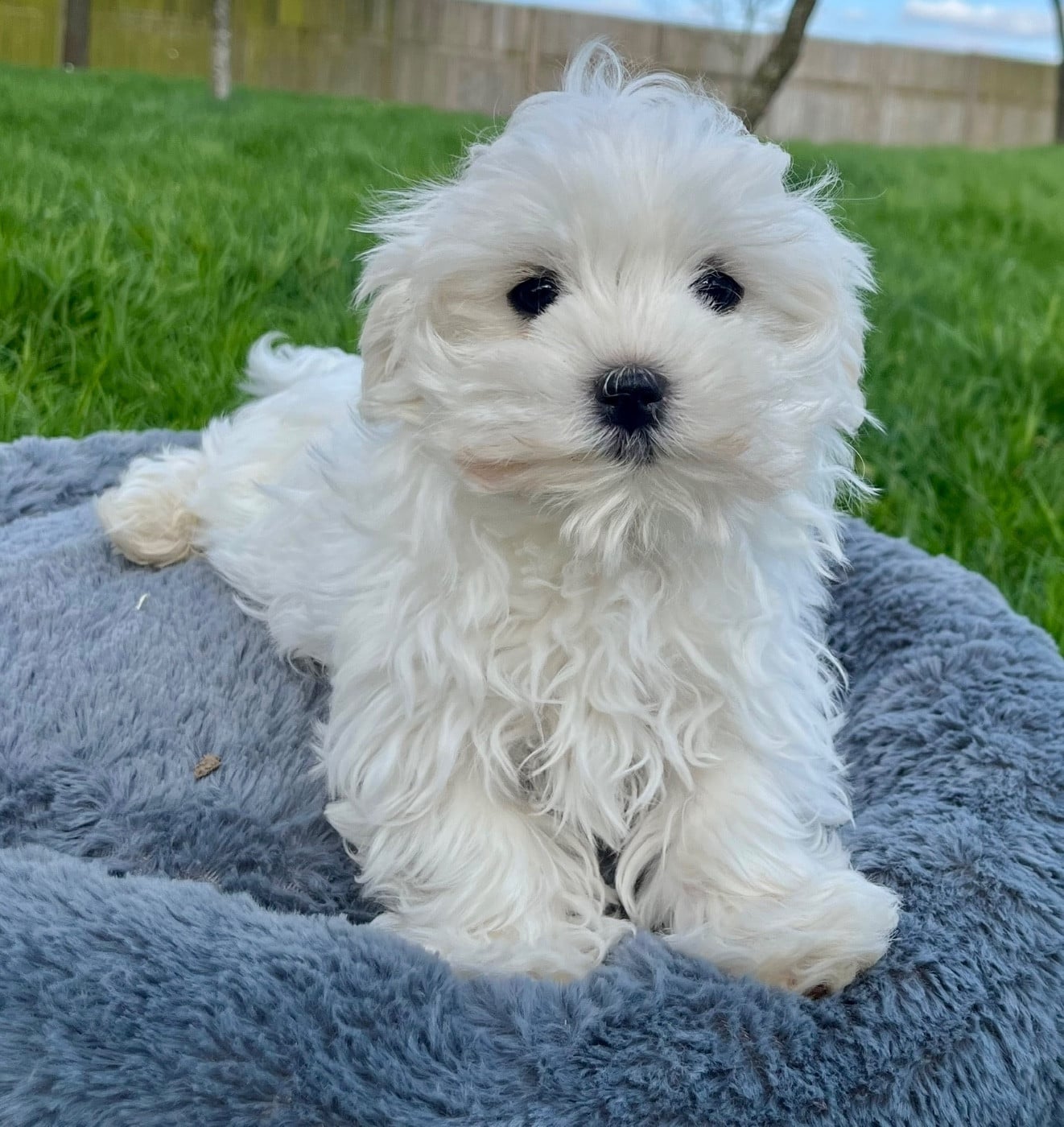 Bichon maltais - Des Vents D'Océan
