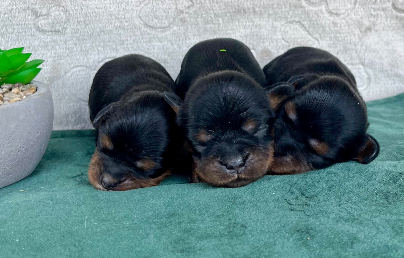 male noir et feu - Cavalier King Charles Spaniel