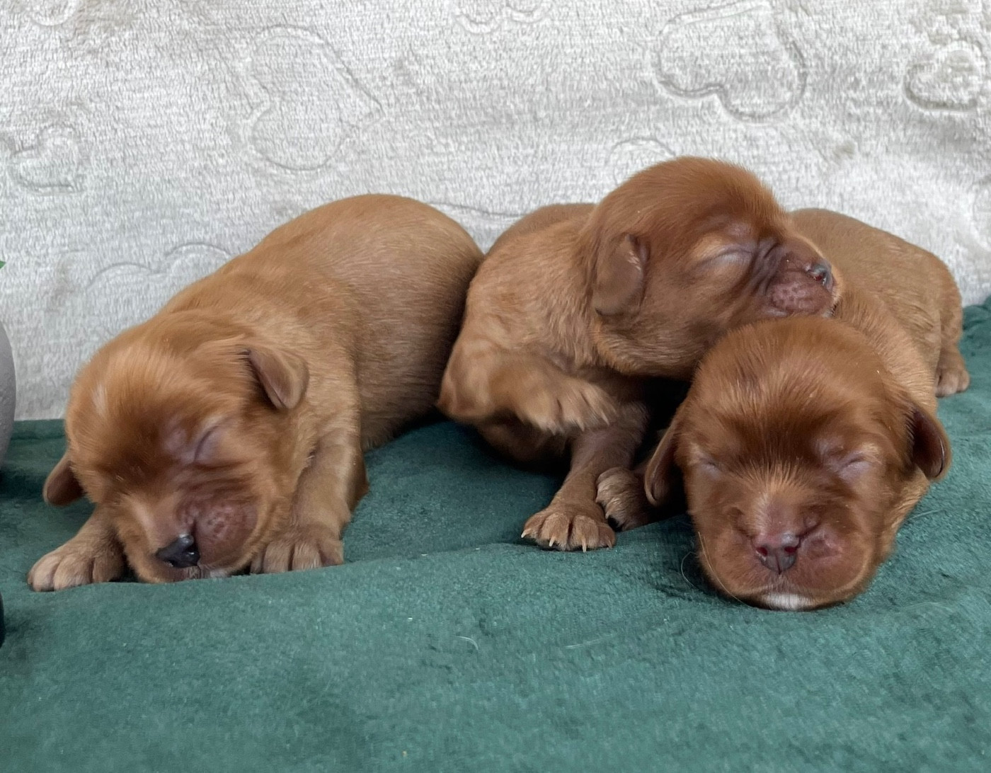 male ruby - Cavalier King Charles Spaniel