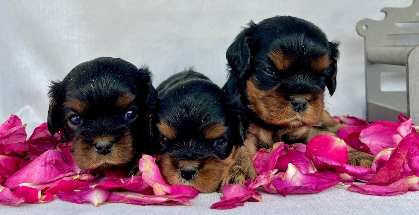 Cavalier King Charles Spaniel - Des Vents D'Océan