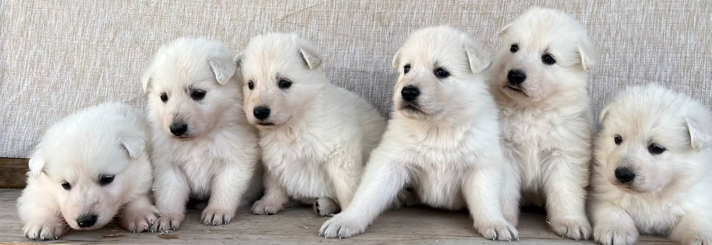 Berger Blanc Suisse - Des Vents D'Océan