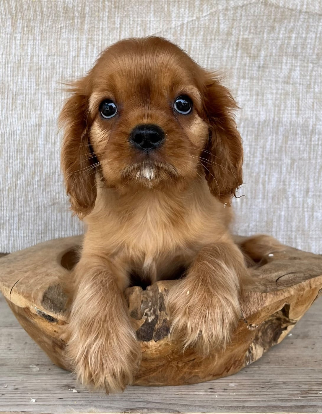 male ruby 997 - Cavalier King Charles Spaniel
