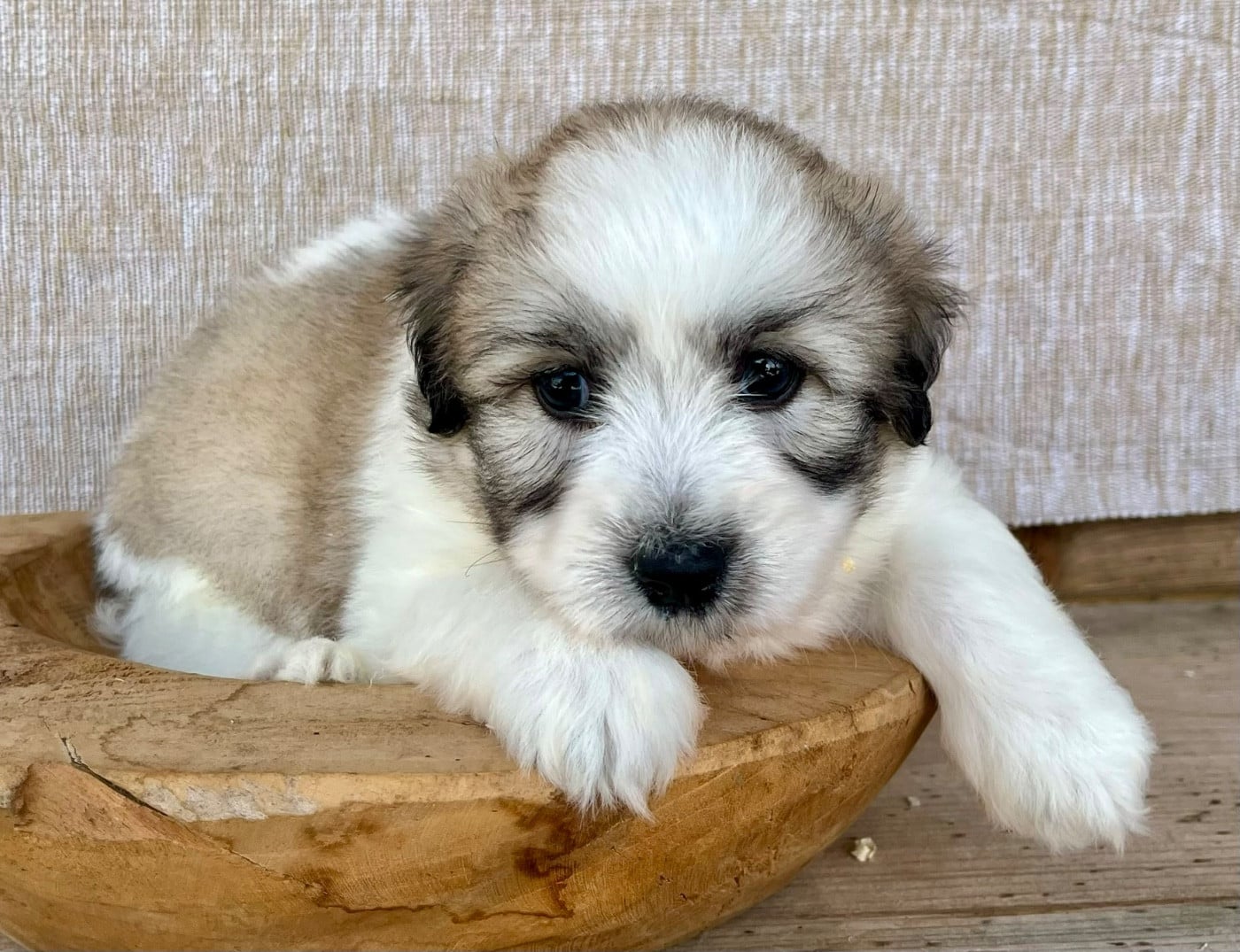 male 1 - Coton de Tulear