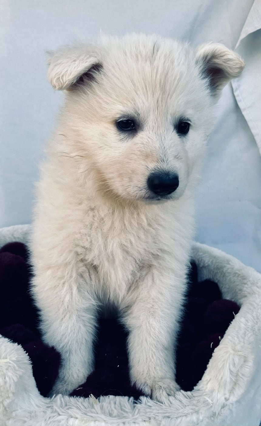 Berger Blanc Suisse - Des Vents D'Océan