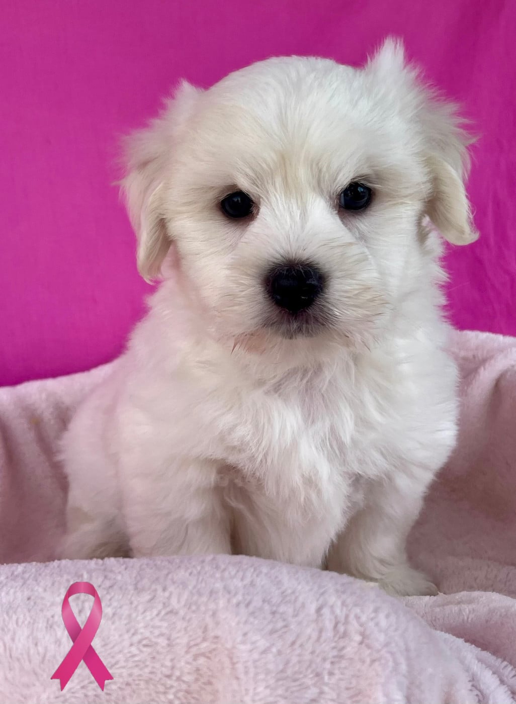 male 027 - Coton de Tulear