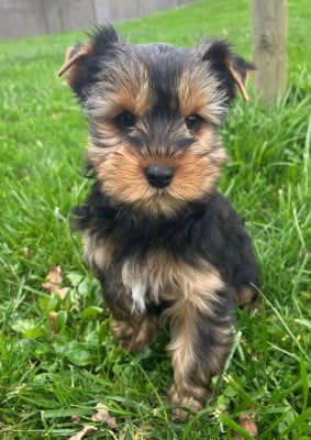 Les chiots de Yorkshire Terrier