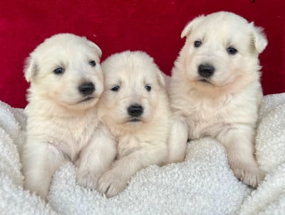 Les chiots de Berger Blanc Suisse