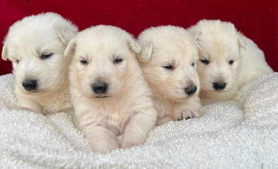 Les chiots de Berger Blanc Suisse