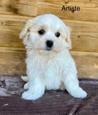 Les chiots de Bichon maltais