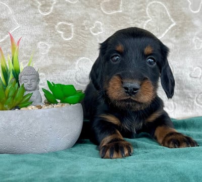 Les chiots de Teckel poil long