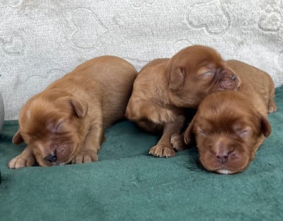 Les chiots de Cavalier King Charles Spaniel