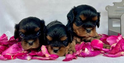 Les chiots de Cavalier King Charles Spaniel