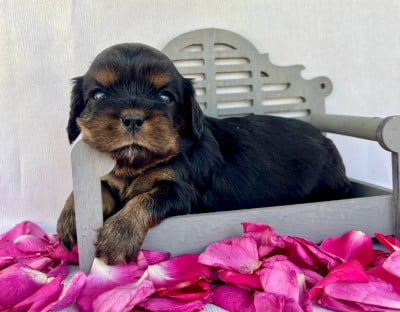 Les chiots de Cavalier King Charles Spaniel