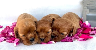 Les chiots de Cavalier King Charles Spaniel