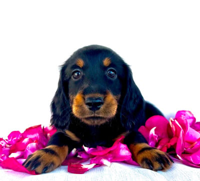 Les chiots de Teckel poil long