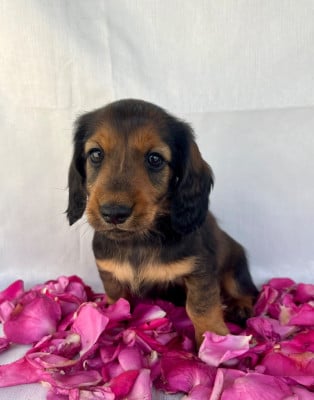 Les chiots de Teckel poil long