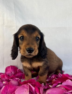 Les chiots de Teckel poil long