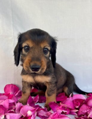 Les chiots de Teckel poil long