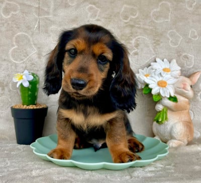 Les chiots de Teckel poil long