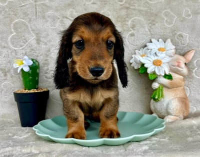 Les chiots de Teckel poil long