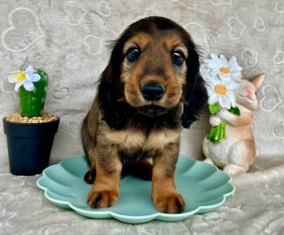 Les chiots de Teckel poil long