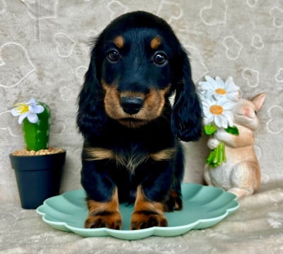 Les chiots de Teckel poil long
