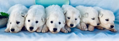 Les chiots de Berger Blanc Suisse