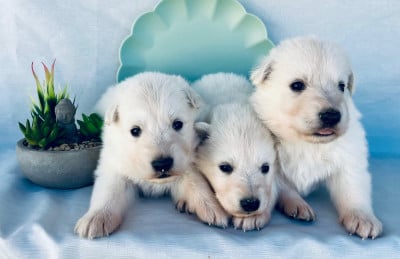 Les chiots de Berger Blanc Suisse