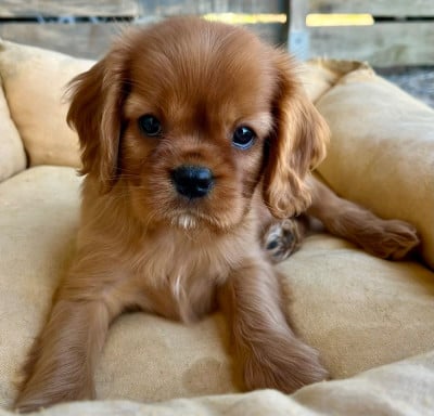 Les chiots de Cavalier King Charles Spaniel