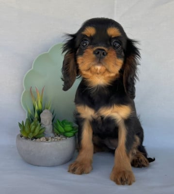 Les chiots de Cavalier King Charles Spaniel
