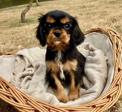 Les chiots de Cavalier King Charles Spaniel