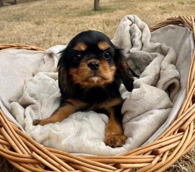 Les chiots de Cavalier King Charles Spaniel