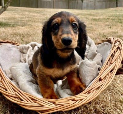 Les chiots de Teckel poil long
