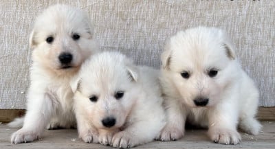 Les chiots de Berger Blanc Suisse