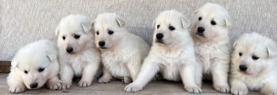 Les chiots de Berger Blanc Suisse