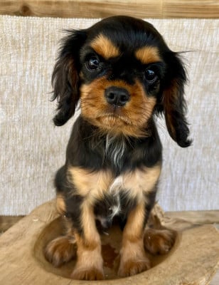 male noir et feu 793 - Cavalier King Charles Spaniel