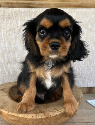 male noir et feu 505 - Cavalier King Charles Spaniel
