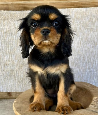 781 femelle - Cavalier King Charles Spaniel