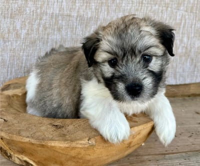 Les chiots de Coton de Tulear
