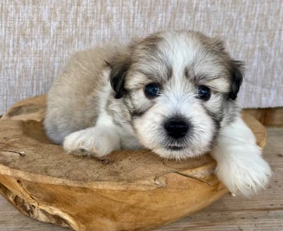 Les chiots de Coton de Tulear