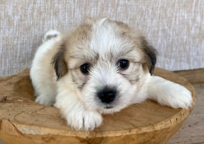 Les chiots de Coton de Tulear