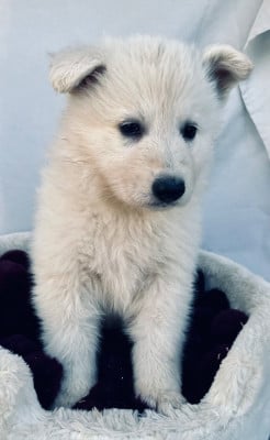 Les chiots de Berger Blanc Suisse