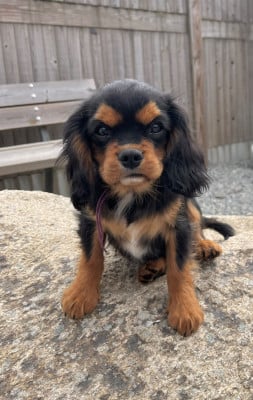 Les chiots de Cavalier King Charles Spaniel