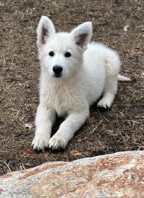 Les chiots de Berger Blanc Suisse