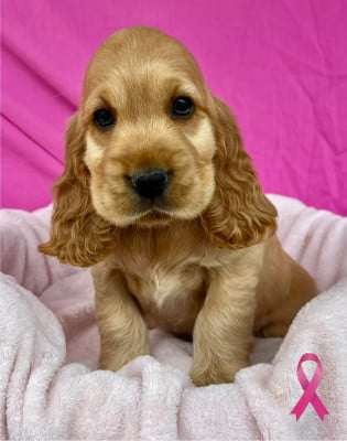 Les chiots de Cocker Spaniel Anglais