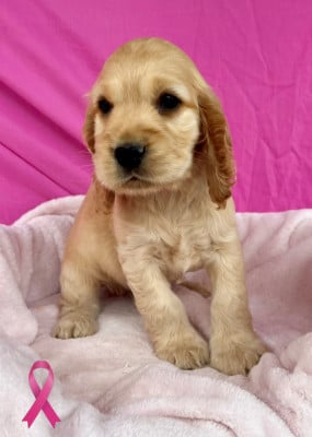 Les chiots de Cocker Spaniel Anglais