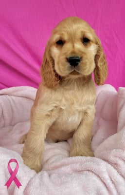 Les chiots de Cocker Spaniel Anglais