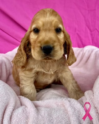 Les chiots de Cocker Spaniel Anglais