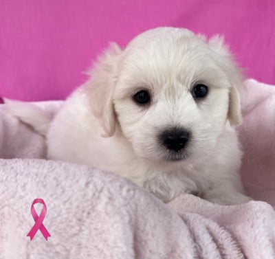 male 052 - Coton de Tulear